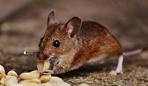 24 Hour & Emergency Exterminators in Ironside, OR